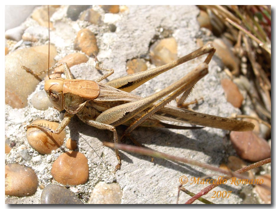 Un Tettigoniidae fra le dune di Capo Feto (Sicilia merid.)